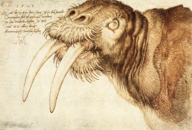 Dürer Animals: Albrecht Dürer, Walrus, 1521, British Museum, London, England, UK.
