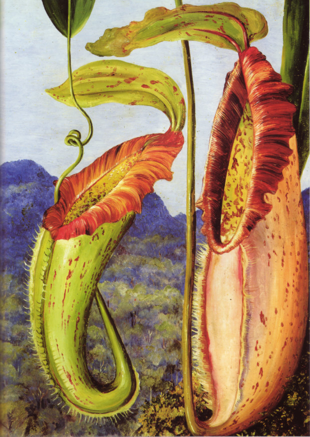 Forgotten Female Artists: Marianne North's painting of Nepenthes northiana.