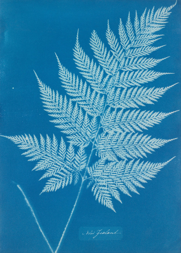 Anna Atkins, Photographs of British Algae: Cyanotype Impressions, Source: British Library, London