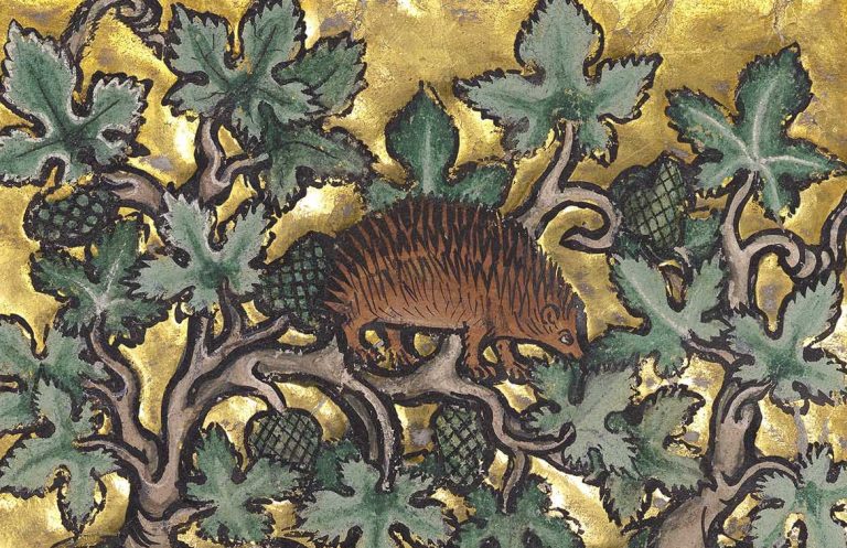 Medieval Bestiaries: A Hedgehog in a bestiary, about 1270, possibly made in Thérouanne, France. Tempera colors, gold leaf, and ink on parchment, 7 1/2 × 5 5/8 in. The J. Paul Getty Museum, Ms. Ludwig XV 3, fol. 79v. Digital image courtesy of the Getty’s Open Content Program. Detail.
