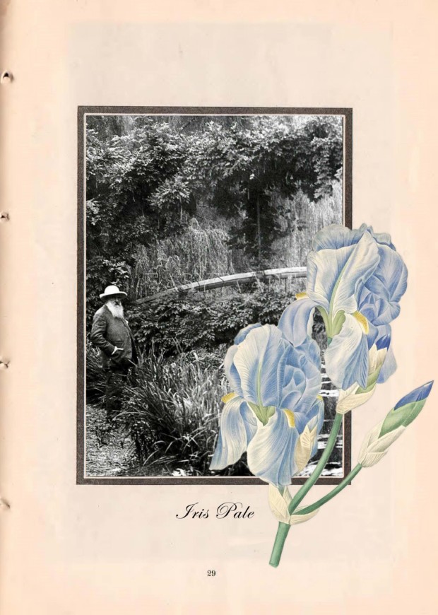 Irises, Monet in his garden 