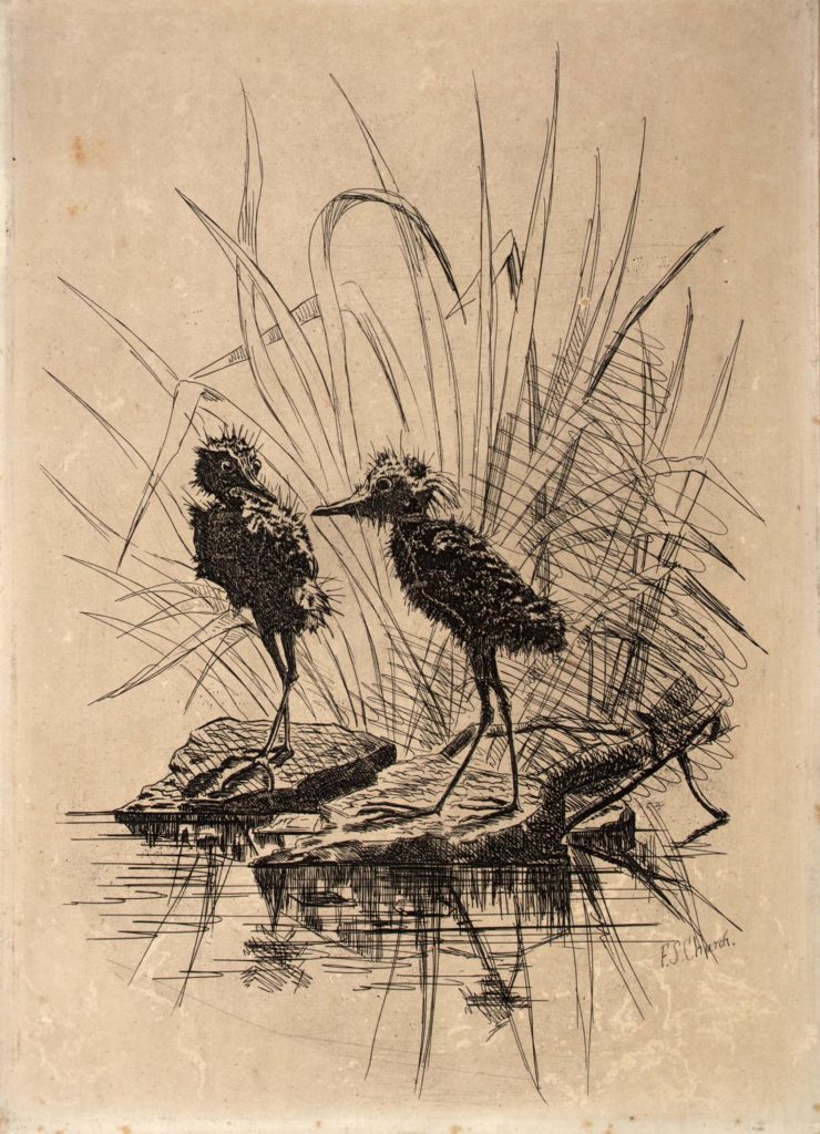 Frederick Stuart Church, Two Birds, 1878-1879, etching, Smithsonian American Art Museum, Gift of Ellen R. Wheeler