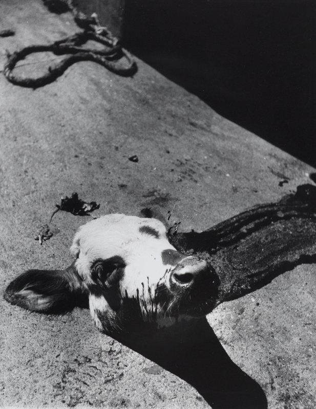 make me beautiful madame d'ora Separated calf‘s head in a parisian slaughterhouse, c. 1954 © Museum für Kunst und Gewerbe Hamburg | Photo: Museum für Kunst und Gewerbe, Hamburg,
