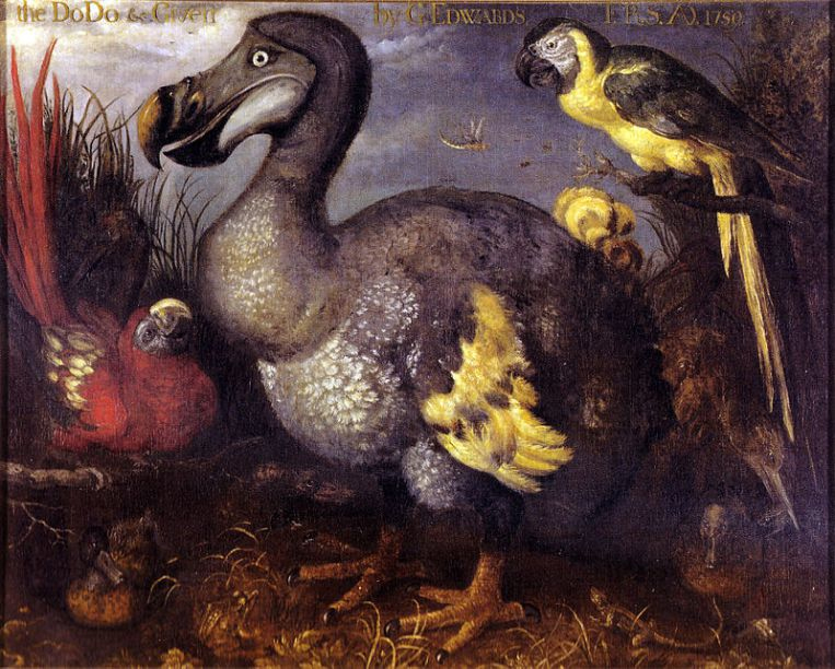 Five More Things Everyone Should Know About the Victorians: Roelant Savery, Dodo, c.1626, Natural History Museum, London, England, UK. Wikimedia Commons.