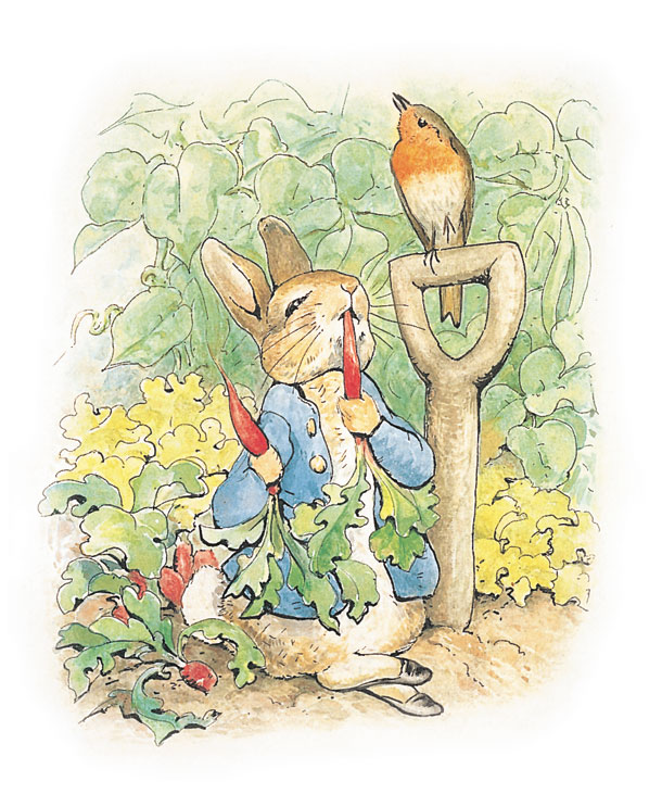 Characters of Beatrix Potter, Beatrix Potter, Illustration to The Tale of Peter Rabbit, 1902.