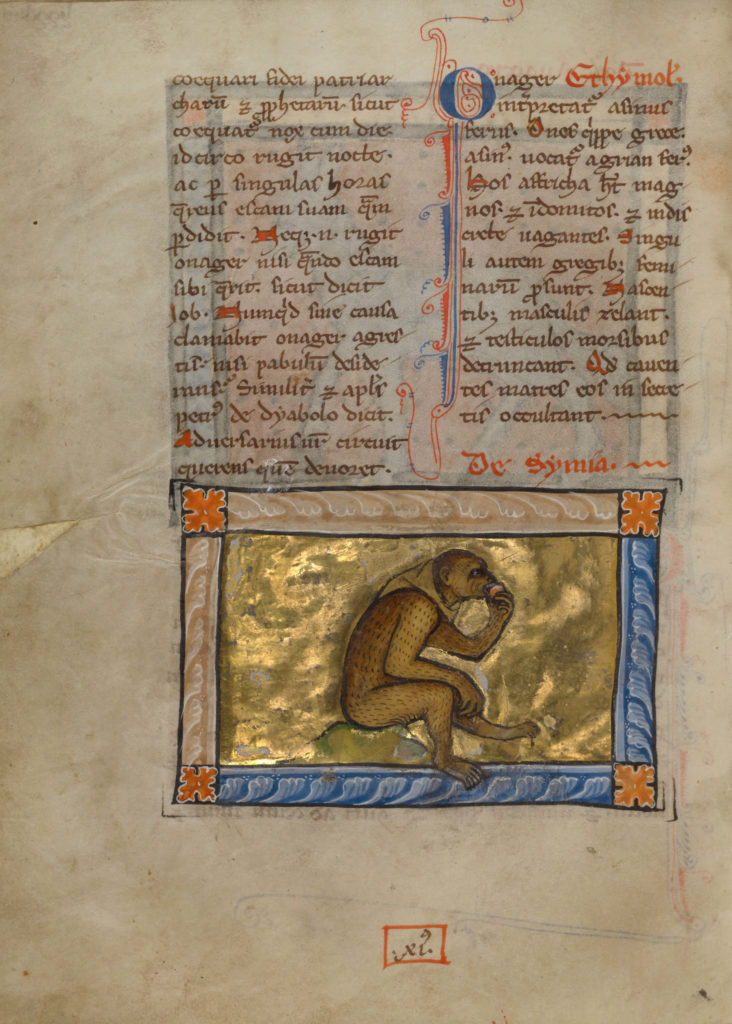 medieval bestiary monkey