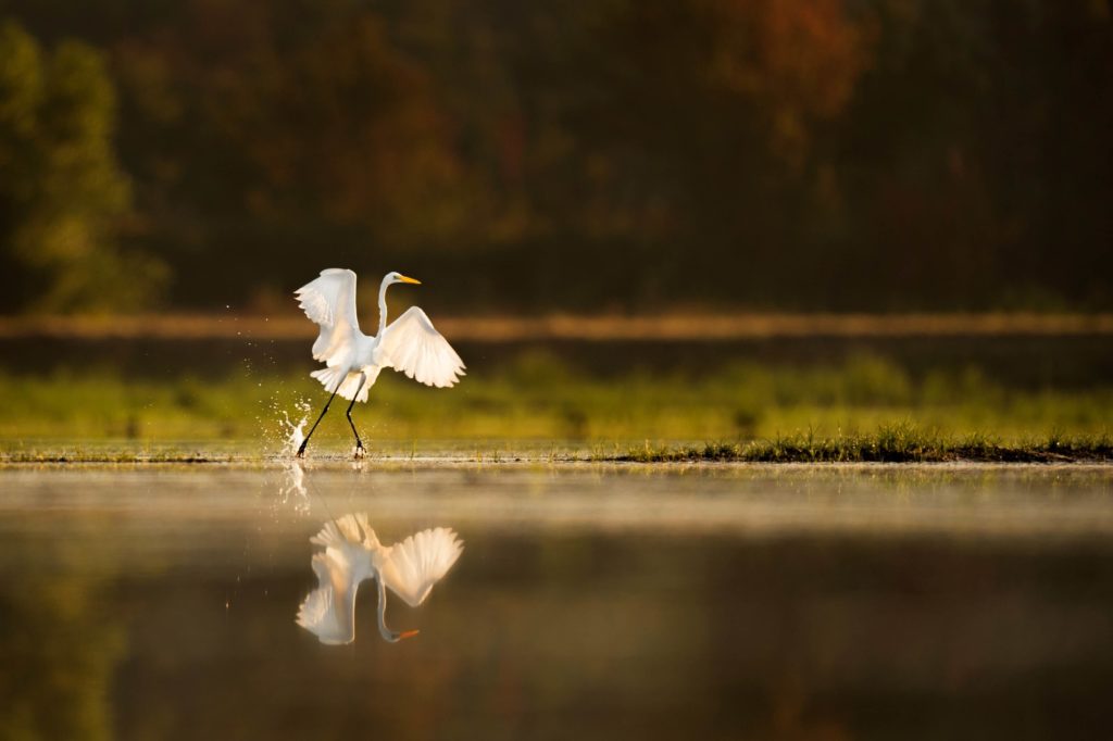white cranes walking in the lake