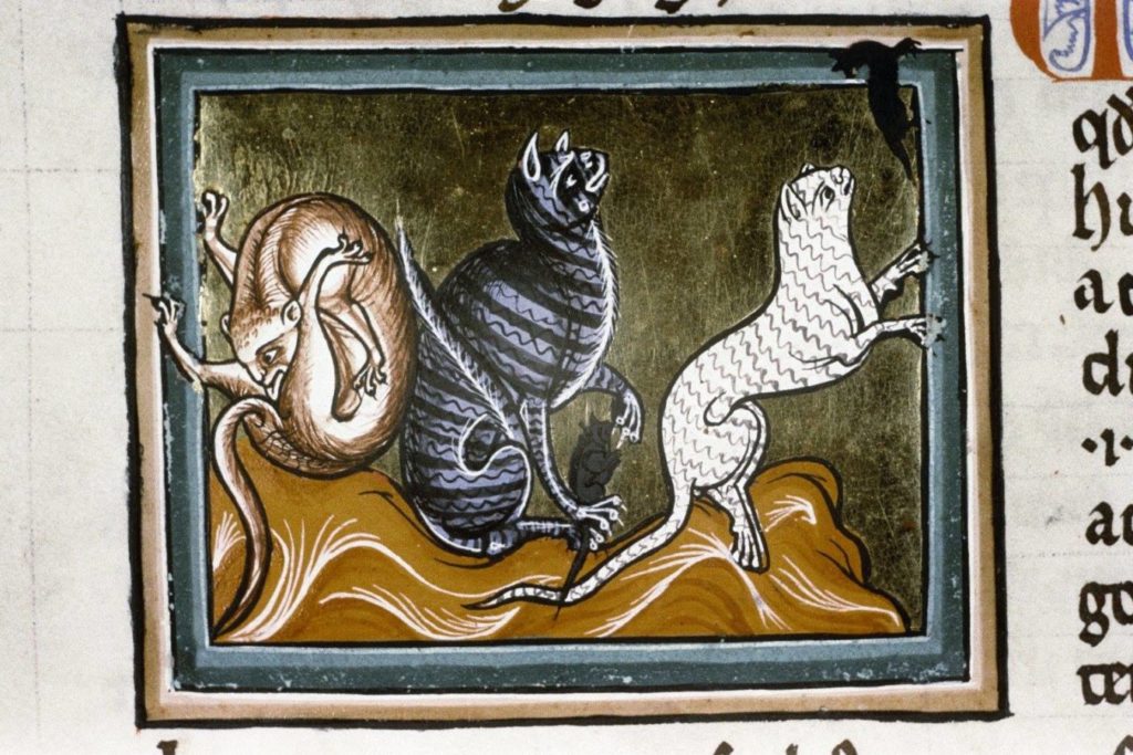 Picture from the Asmole Bestiary, Manuscript with cats
