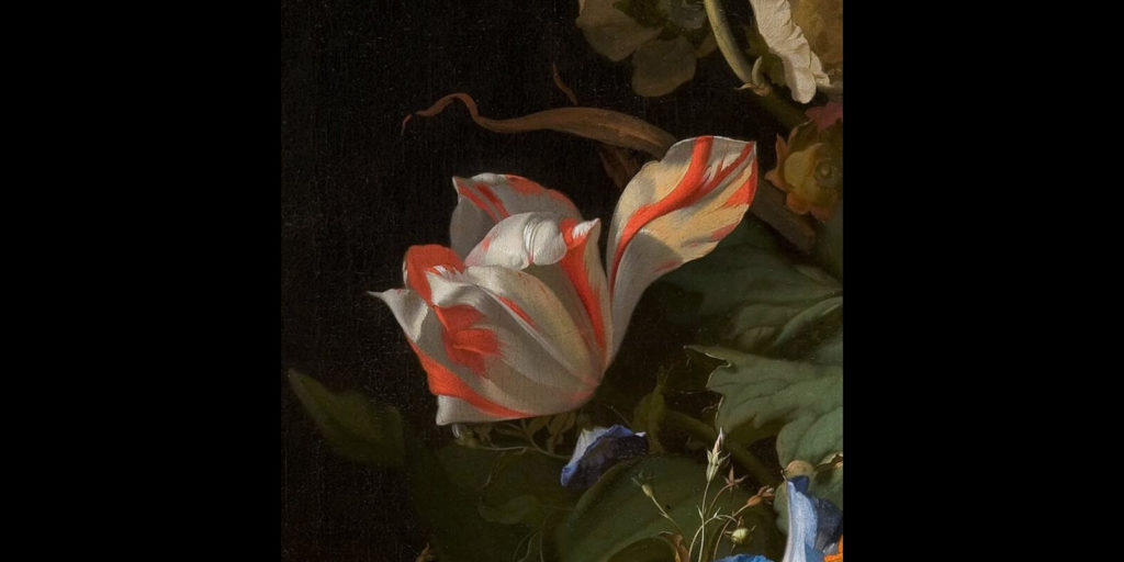 Rachel Ruysch, Vase with Flowers, 1700, Mauritshuis, Den Haag. Enlarged Detail of Striped Tulip.