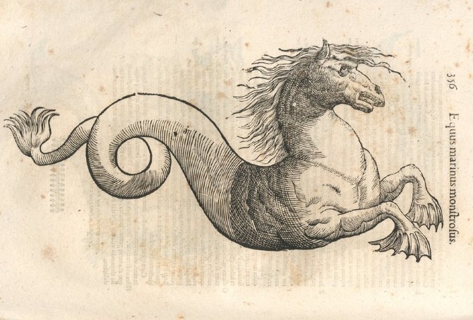 Seahorse monster, an example from the Ulisse Aldrovandi's Monstrorum Historia, Biblioteca Universitaria di Bologna, Italy.