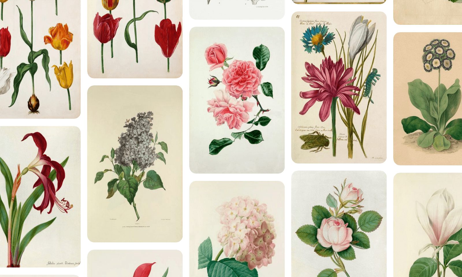 The Art of Botanical Illustration Art History