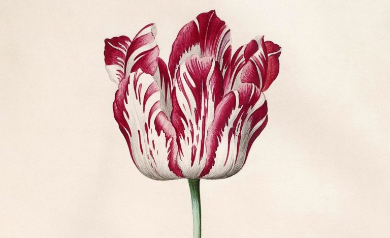 Botanical illustration: Judith Leyster, Tulip, c. 1643. Wikimedia Commons (public domain). Detail.

