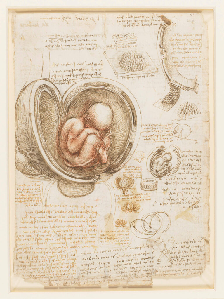 Medical illustration: Leonardo da Vinci, Recto: The fetus in the womb. Verso: Notes on reproduction, with sketches of a fetus in utero, etc. 1511, Royal Collection, London, UK.