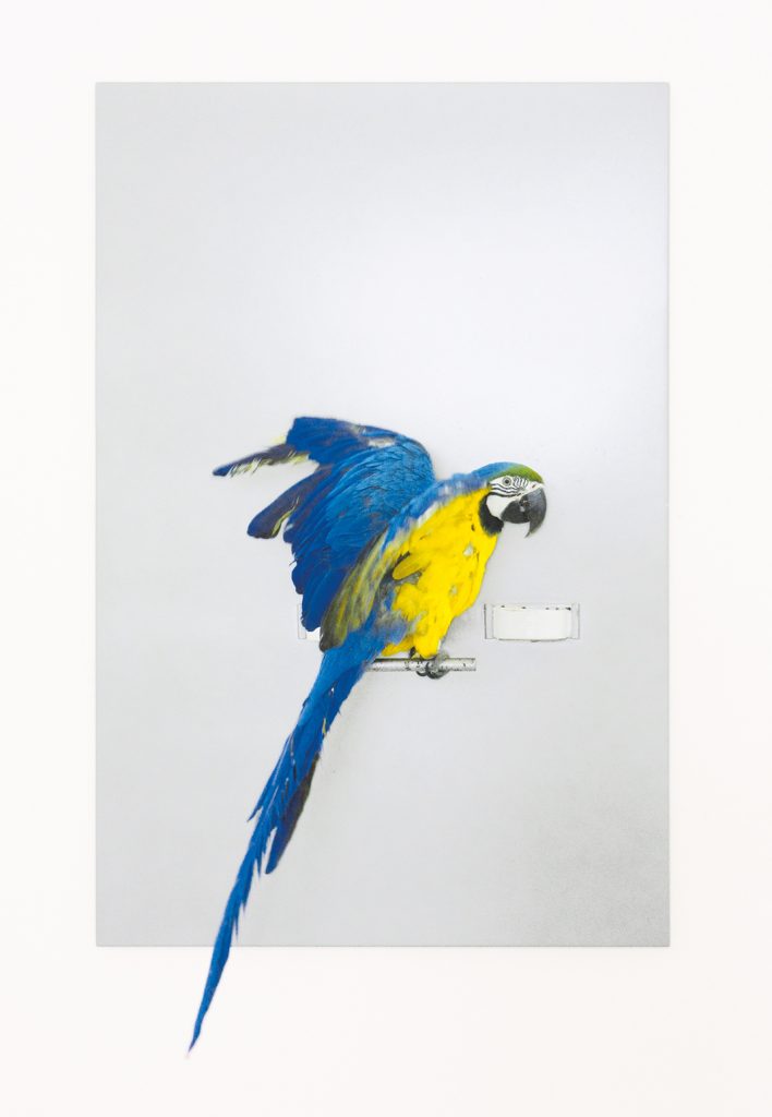 Jannis Kounellis, Without title (real parrot on a painted canvas), 1967. 