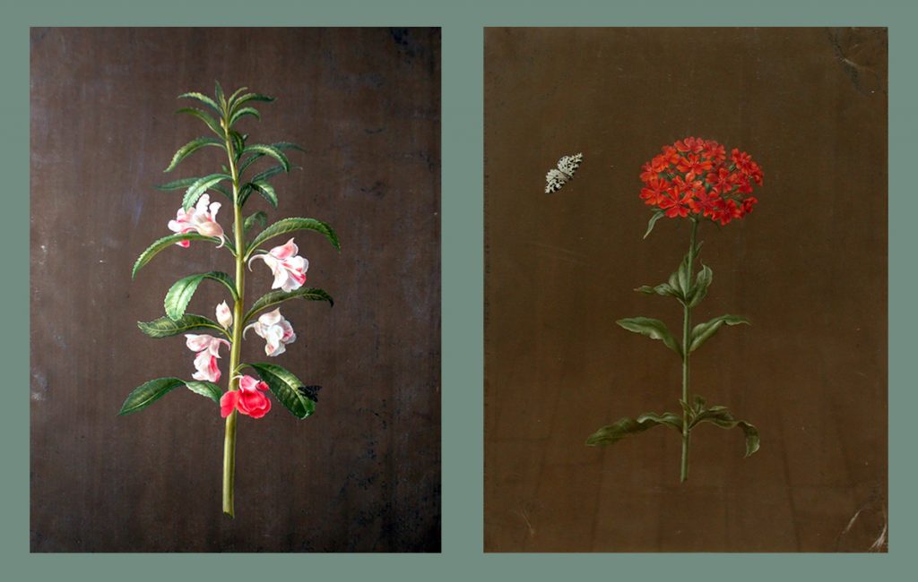 The Botanical Art of Barbara Regina Dietzsch: flowers. Barbara Regina Dietzsch, Matthiola Incana, latter half 18th century. 