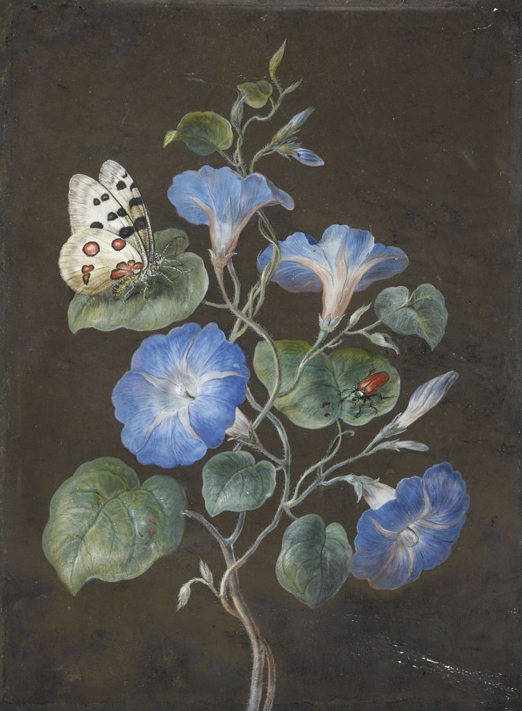 Flowers with Butterfly. Barbara Regina Dietzsch, Flowers with Butterfly, 18th century, private collection