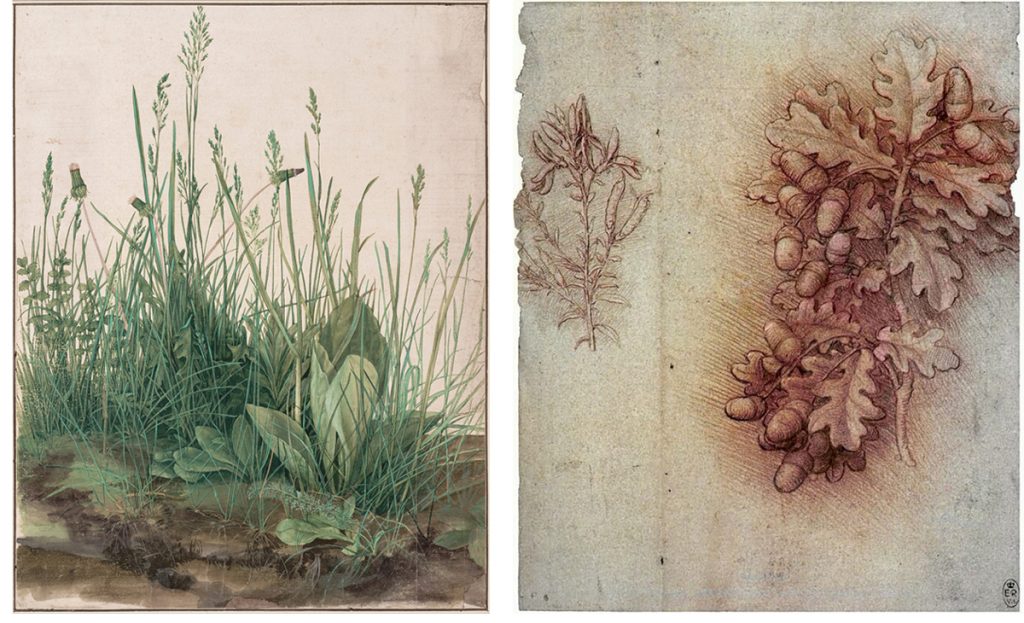 The Botanical Art of Barbara Regina Dietzsch: Durer and da Vinci