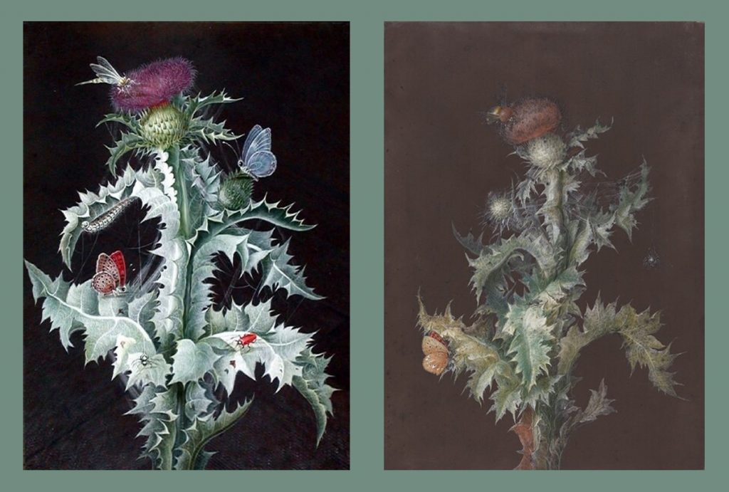 Barbara Regina Dietzsch, A Study of a Thistle, latter half 18th century. Johann Christoph Dietzsch, Thistle with Insects, c. 1755, National Gallery of Art, Washington, DC, USA. 