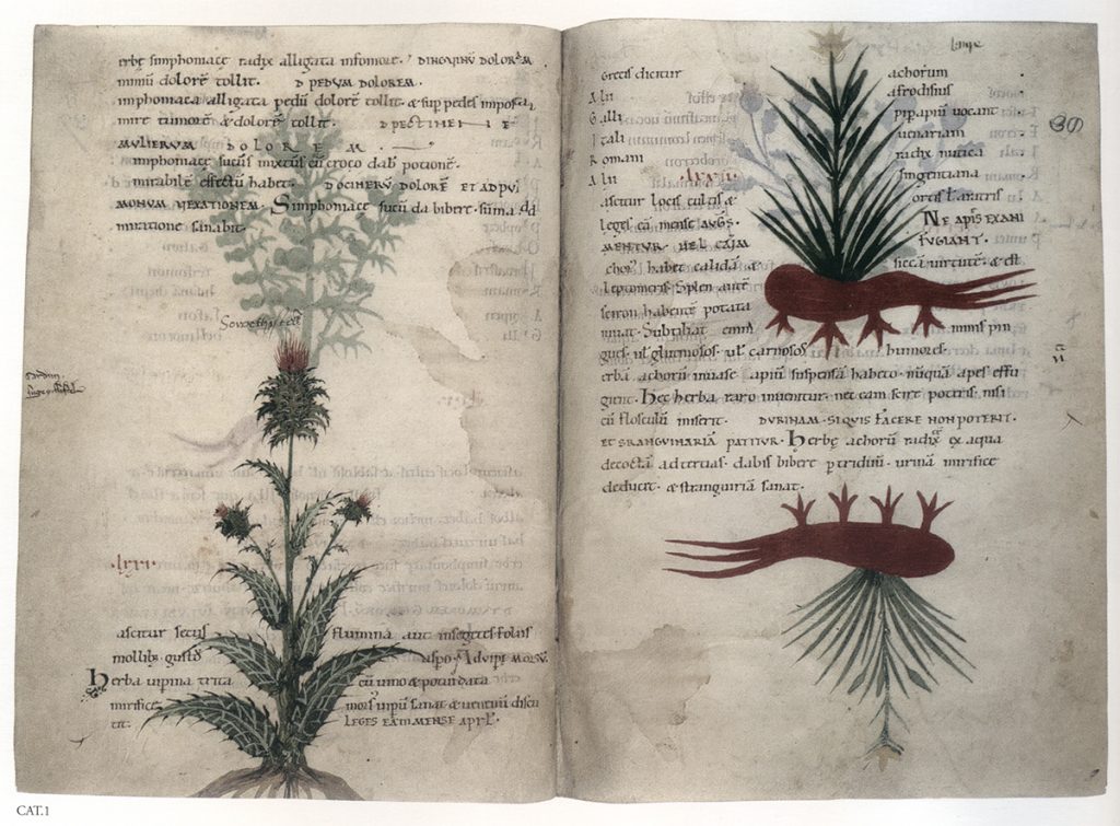 The Botanical Art of Barbara Regina Dietzsch: Herbarium