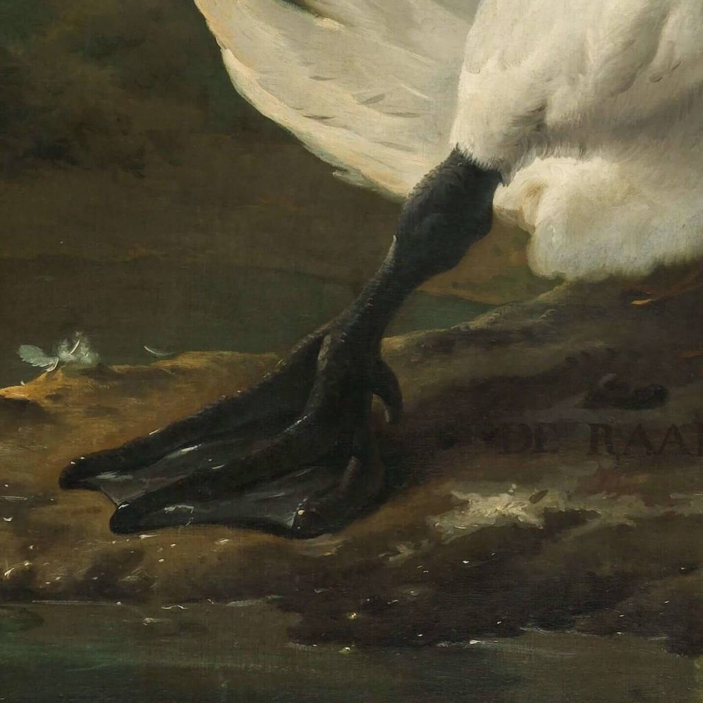 Jan Asselijn, Threatened Swan, ca 1650, Rijksmuseum, Amsterdam, Netherlands. Enlarged Detail of Swan's Foot.