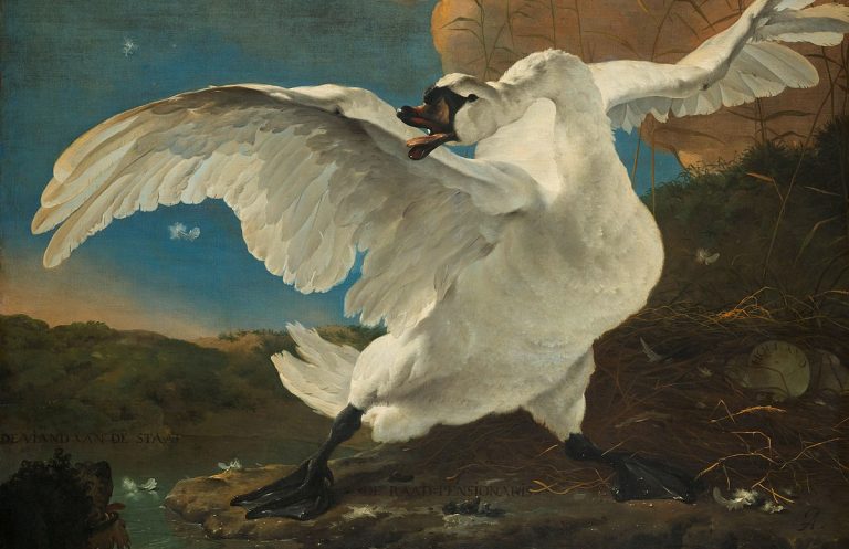 Jan Asselijn swan: Jan Asselijn, Threatened Swan, ca 1650, Rijksmuseum, Amsterdam, Netherlands. Detail.
