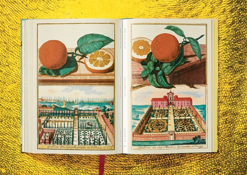 The Book of Citrus Fruits is a fascinating art book that shows us a range of exotic fruit in their settings. Inside J. C. Volkamer. The Book of Citrus Fruits by Iris Lauterbach, Taschen, 2021.