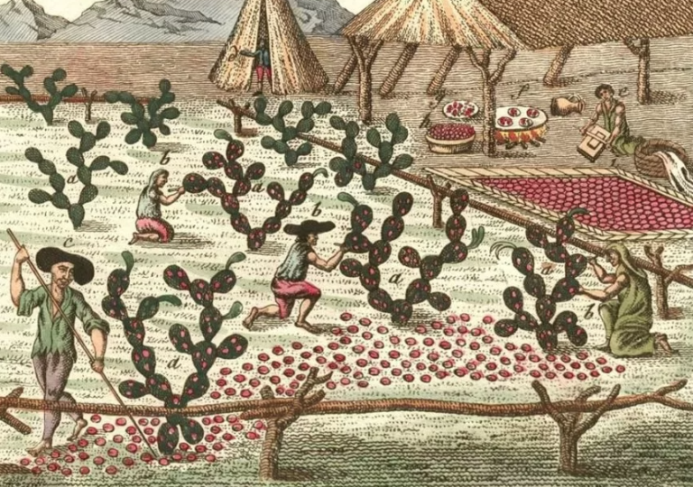 Mexican colors: Farmers harvesting cochineal beetles, Friedrich Johann Bertuch’s Bilderbuch fur Kinder (Picture Book for Children), 1807, Weimar, Germany. Pinterest. Detail.

