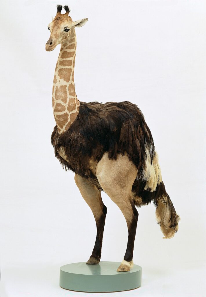 Taxidermy in art: Thomas Grünfeld, Misfit (Giraffe), 1997. Design Boom.
