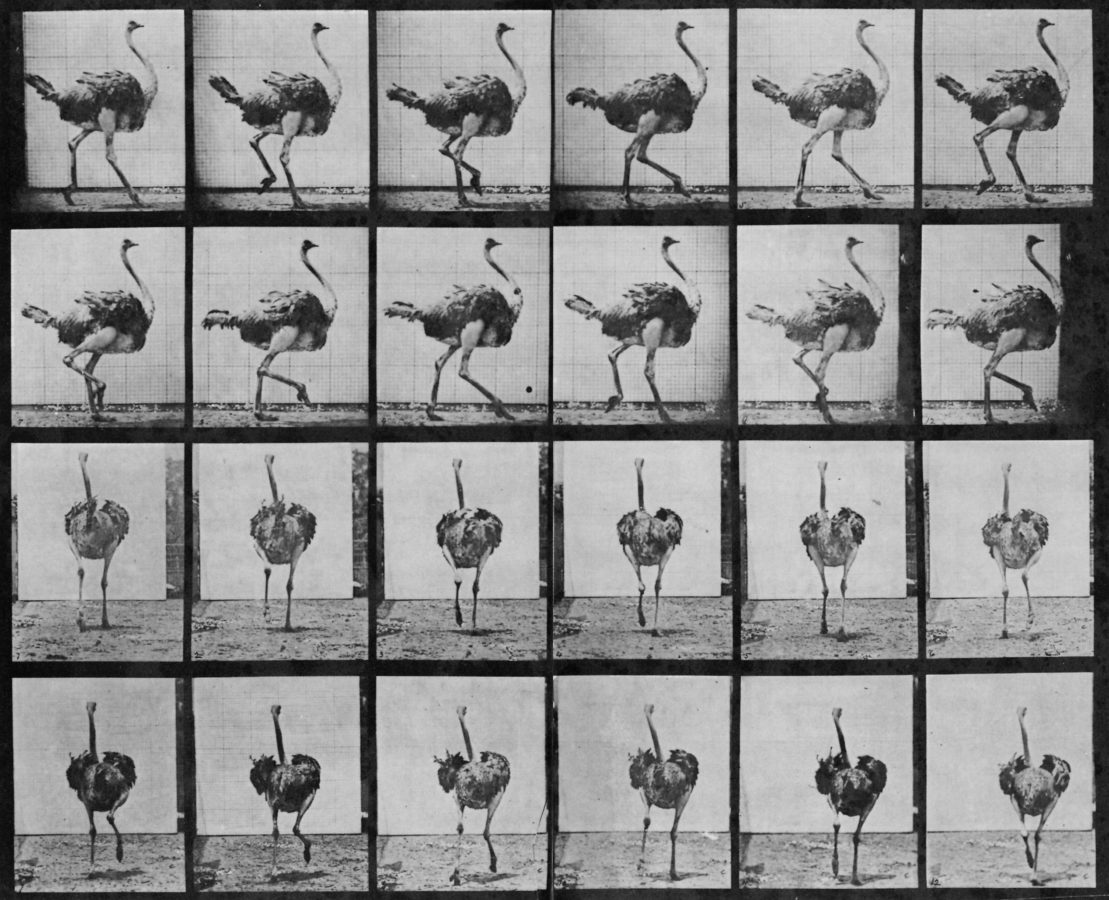 アート・デザイン・音楽 Eadweard Muybridge. The Static World In Motion of Eadweard Muybridge | DailyArt Magazine