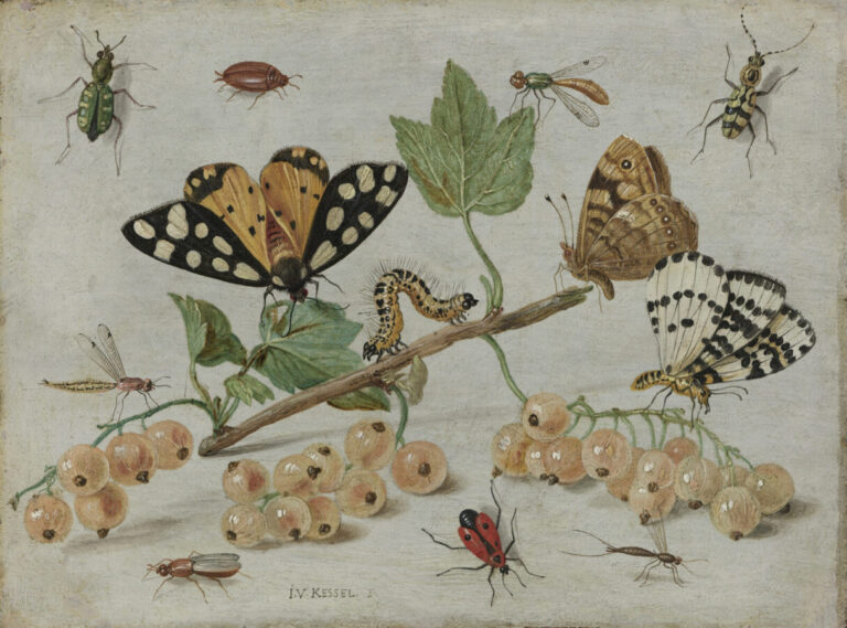 Bugs in paintings: Jan van Kessel, Insects and Fruits, ca.1650, Rijksmuseum, Amsterdam, Netherlands.
