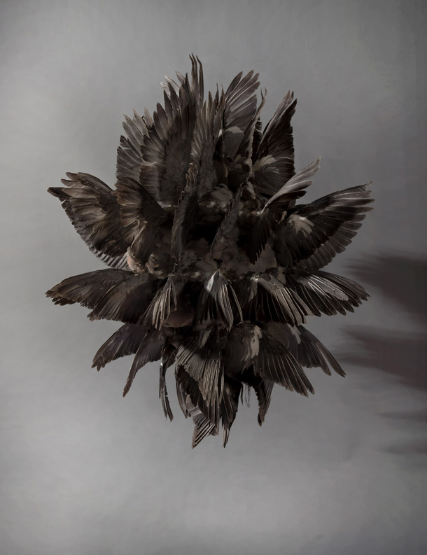 Taxidermy in art: Polly Morgan, Black Fever, 2010. Artist’s website.
