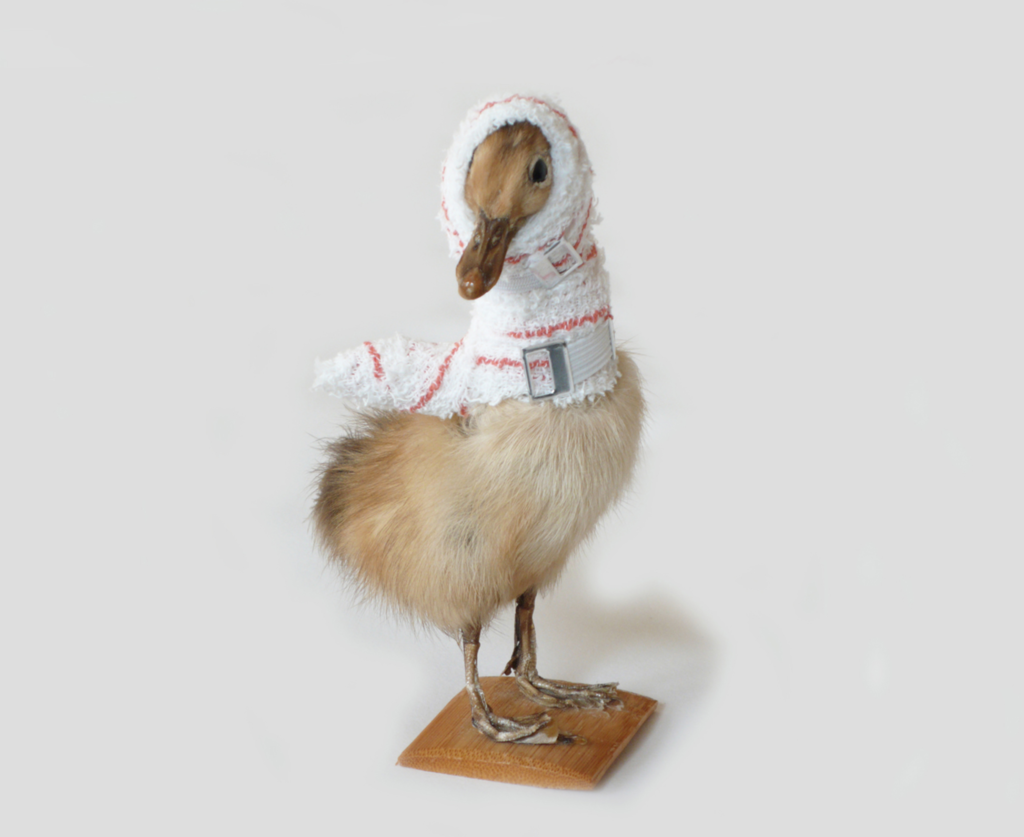 Taxidermy in art: Pascal Bernier, Goose, Accidents de chasse series, 1994-2000. Galerie Nardone.
