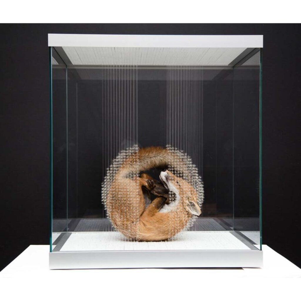 Taxidermy in art: Claire Morgan, Full Of Grace, 2016. Artist’s website.
