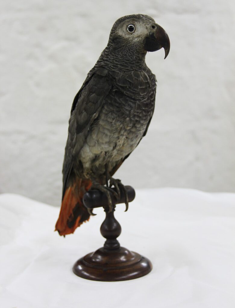 Taxidermy in art: Duchess of Richmond’s Parrot, Westminster Abbey, London, UK. Westminster Abbey.
