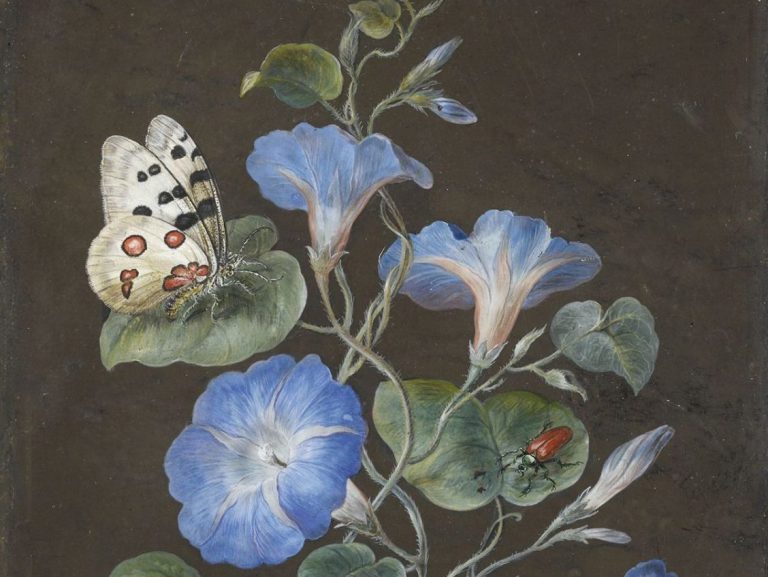 Botanical Art Barbara Dietzsch: Barbara Regina Dietzsch, Flowers with Butterfly, 18th century, private collection. Sothebys.
