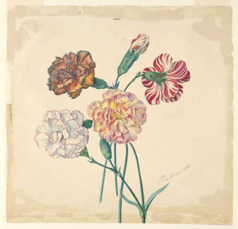 Carnations in Art: Unknown Artist’s Drawing of Four Carnations, ca. 1840, Source: Wikimedia Commons.
