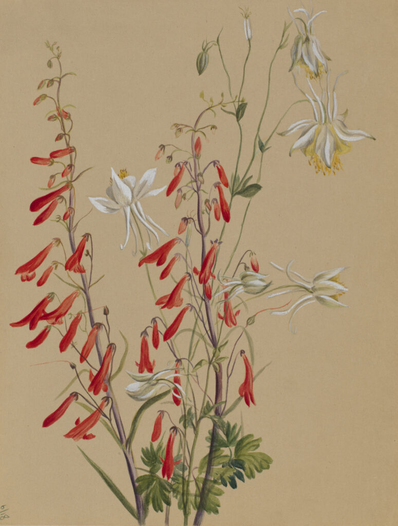 Mary Vaux Walcott: Mary Vaux Walcott, Untitled--Flower Study, ca. 1883-1900, watercolor on paper, Smithsonian American Art Museum, Washington D.C.
