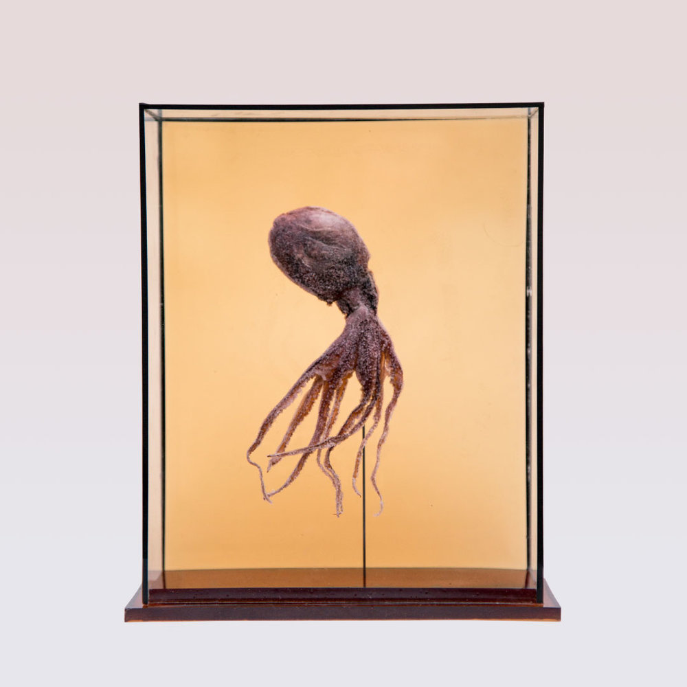 Taxidermy in art: Harriet Horton, Crystallised Octopus, 2019, Sleep Subjects series, The Crypt, London, UK. Artist’s website.
