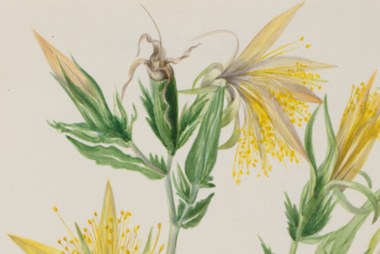 Blazing Star (Mentzelia laevicaulis)