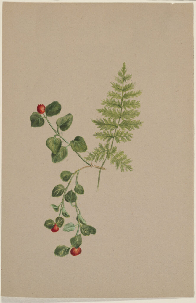 Mary Vaux Walcott: Mary Vaux Walcott, Partridgeberry (Mitchella repens), ca. 1883, watercolor on paper, Smithsonian American Art Museum, Washington D.C.