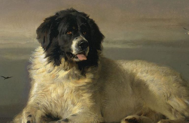 dogs in paintings: Sir Edwin Landseer, A Distinguished Member of the Humane Society, 1838, Tate, London, UK. Detail.
