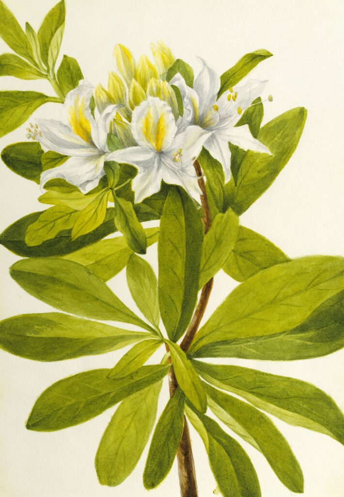 Mary Vaux Walcott: Mary Vaux Walcott, Western Azalea (Rhododendron occidentale), n.d., watercolor on paper, Smithsonian American Art Museum, Washington D.C.