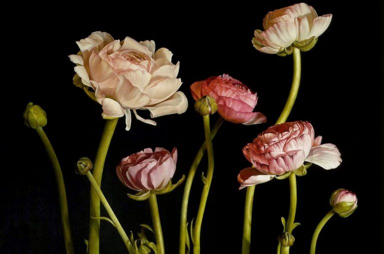 artistic flower arrangements: Mia Tarney, Pink Ranunculus, 2006. Artist’s website. Detail.
