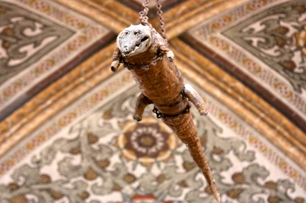 Embalmed Crocodile, before 1534, Our Lady of the Graces church, Mantova, Italy.