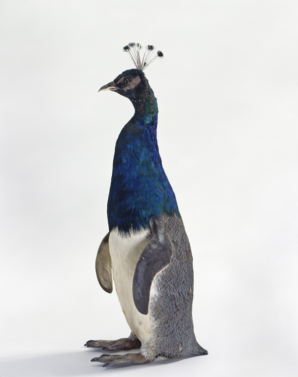 Taxidermy in art: Thomas Grünfeld, Misfit (penguin/peacock), 2005, Newlyn Art Gallery, Newlyn, UK. Gallery’s website.
