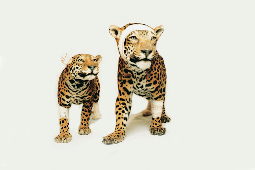 Pascal Bernier, Jaguars, Accidents de chasse series, 1994-2000. Source: Galerie Nardone.
