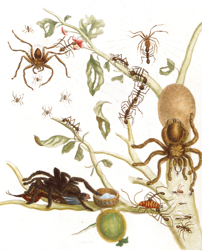 Hand-colored engraving of spiders, ants, and hummingbird on the branch of a quava; Dutch Golden Age Women Artists