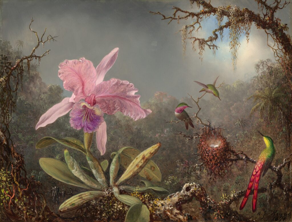 Cattleya Orchid and Three Hummingbirds by Martin Johnson Heade birds in art