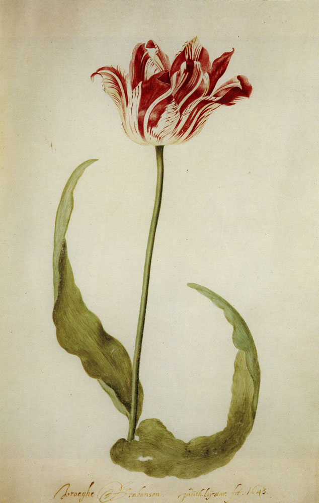 Botanical illustration of a red and white tulip; Dutch Golden Age Women Artists.