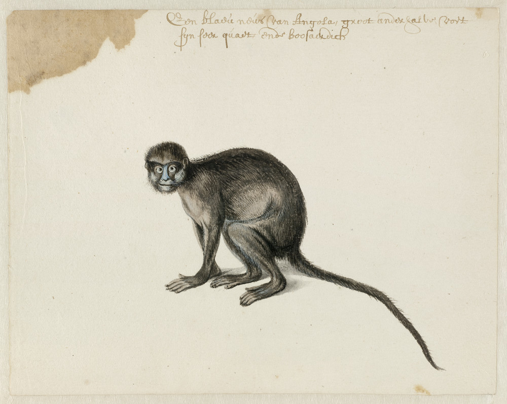 Frans Post: Frans Post, Moustached Guenon, c. 1638-1644, watercolor and gouache, with pen and gray ink, over graphite, Noord-Hollands Archief, Haarlem, Netherlands. Courtesy of Rijksmuseum/Altertuemliches.
